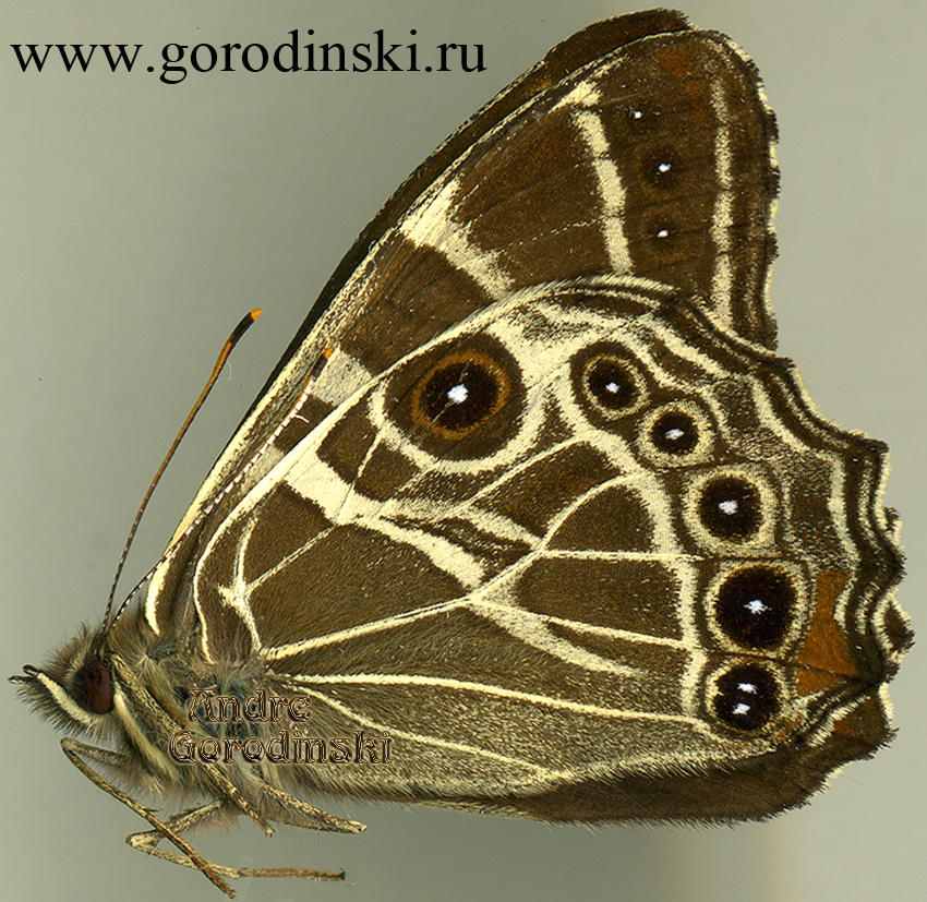 http://www.gorodinski.ru/satyridae/Lethe luteofasciata.jpg